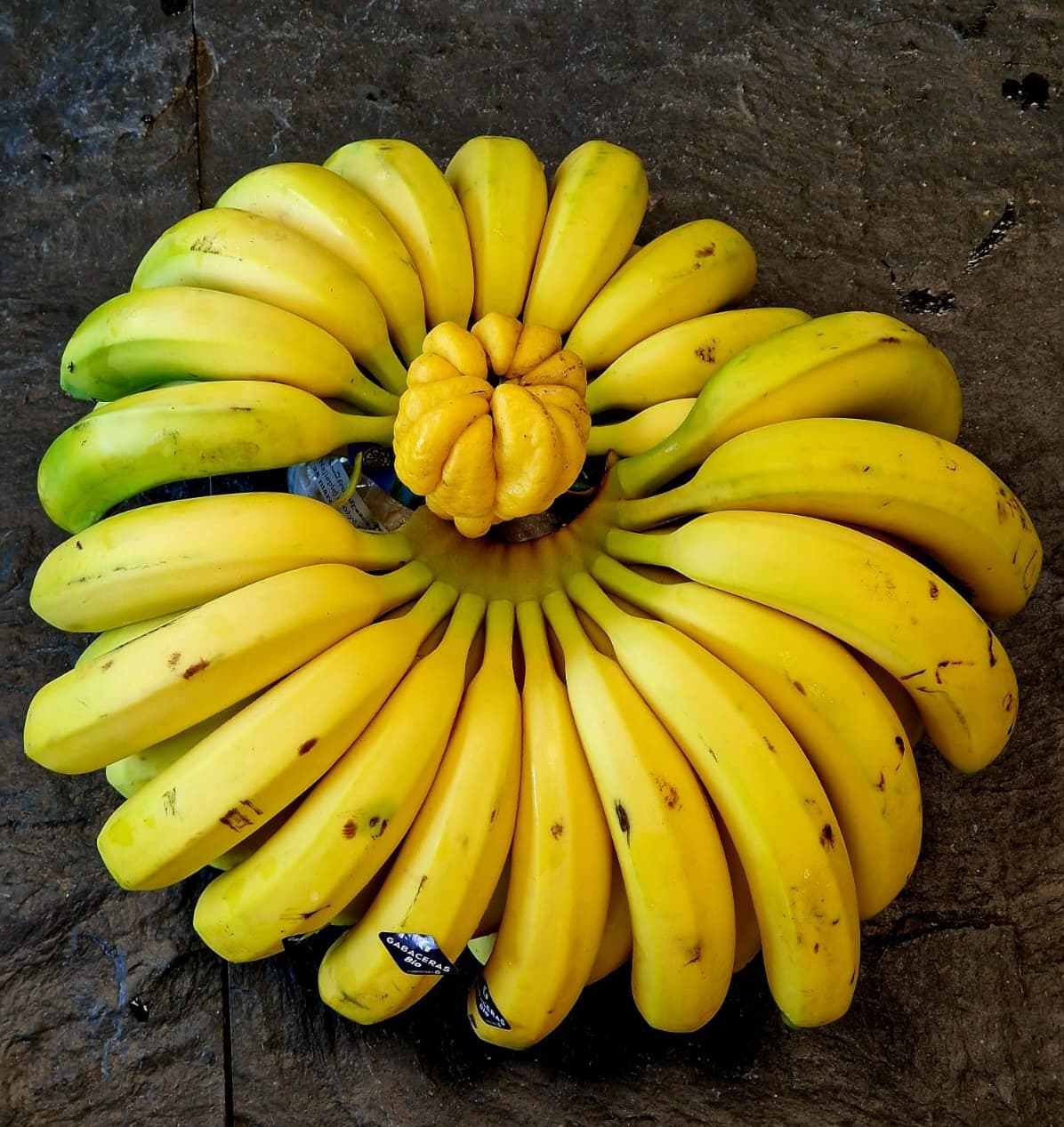 Banany bez żaby – czy istnieje alternatywa dla supermarketowych bananów?