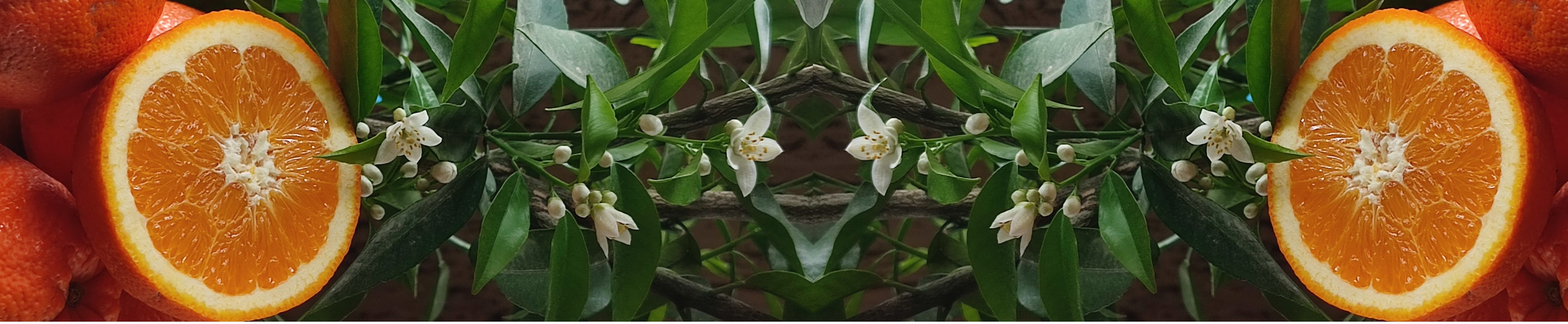 Pomarańcze Pomarańcze