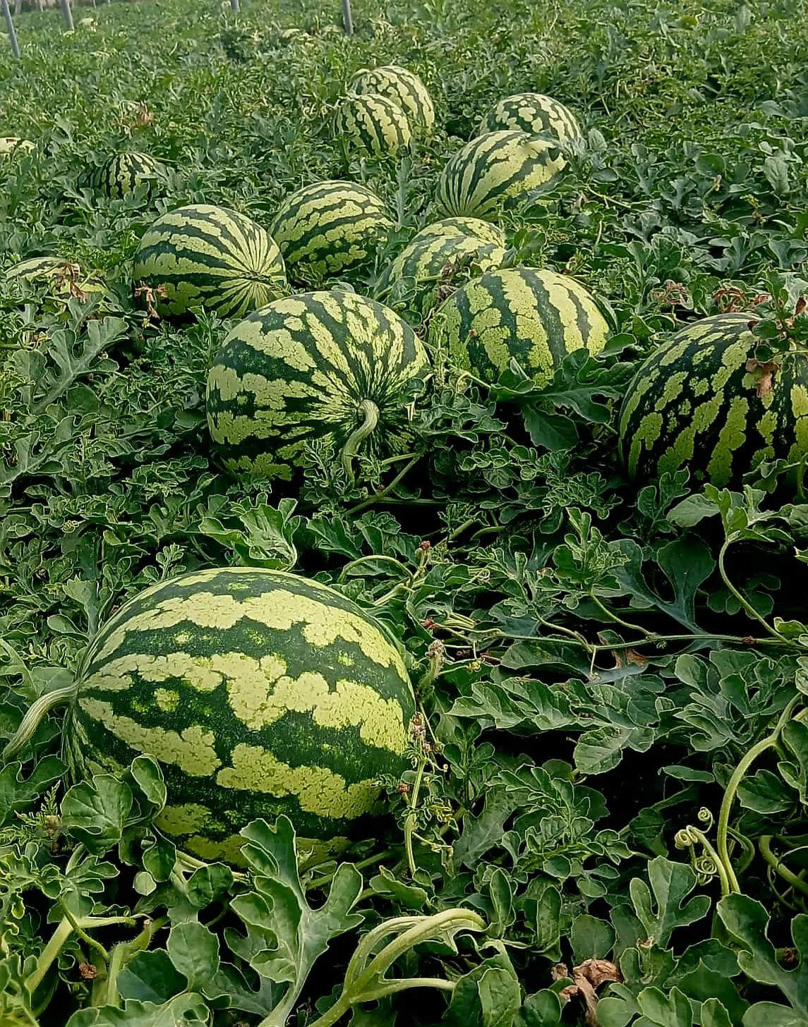 Czy arbuz bezpestkowy to GMO?