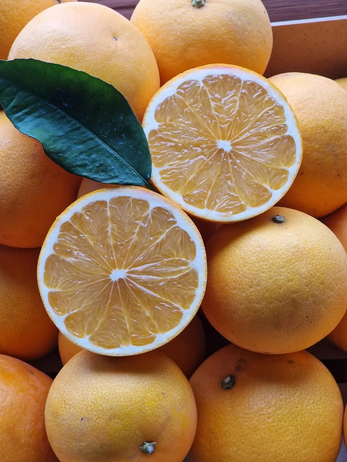 Grejpfrut Aliza – słodki grejpfrut, który nie wchodzi w interakcje z lekami